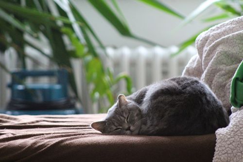 cat british shorthair cat sleeping cat
