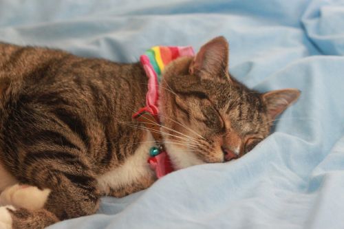 cat tabby rainbow