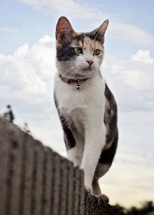 cat wall sky