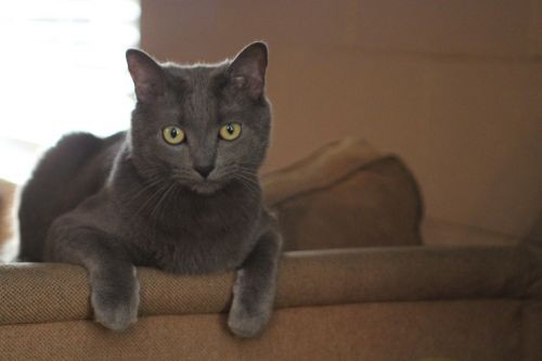 cat kitty grey