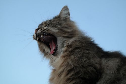 cat yawn pet