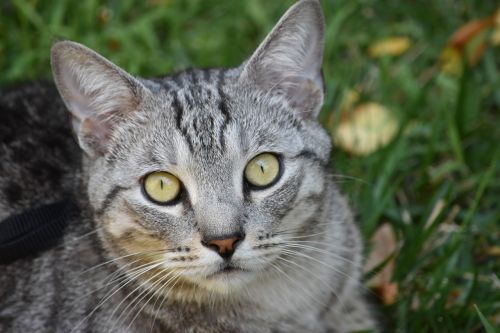 cat feline portrait