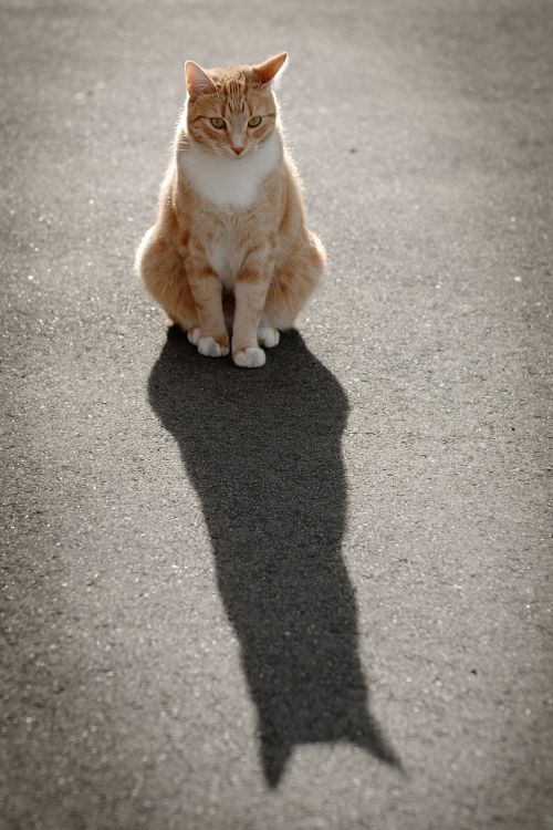 cat portrait sun