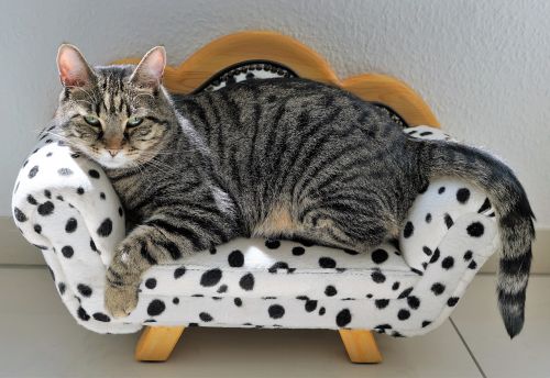 cat tiger sofa