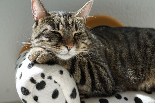 cat tiger sofa