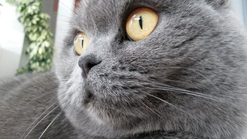 cat british amber eyes