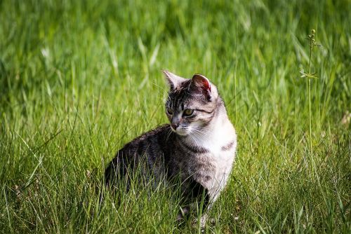 cat animal portrait grass