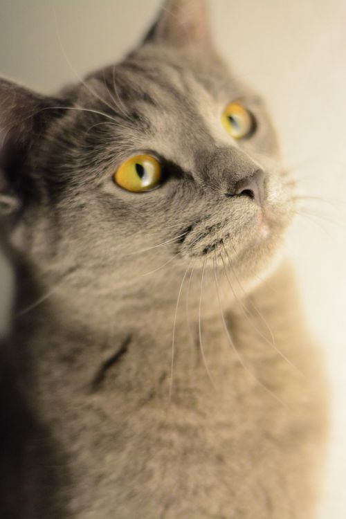 cat kitten portrait