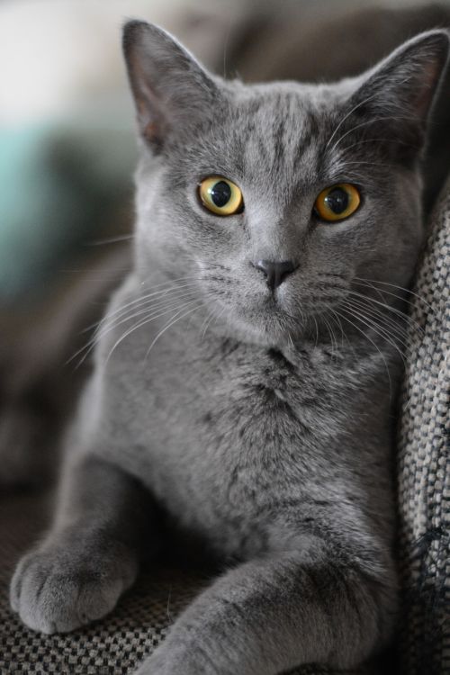cat portrait kitten