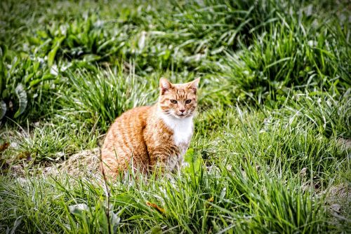 cat meadow red cat