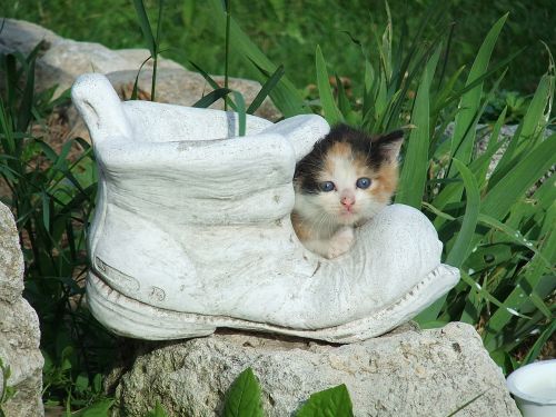 cat kitten shoe
