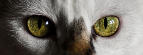 cat look eye