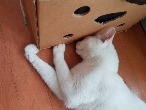 cat white cat turkshi angora