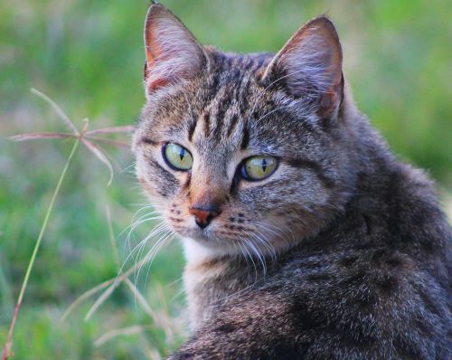 cat wild cat kitten