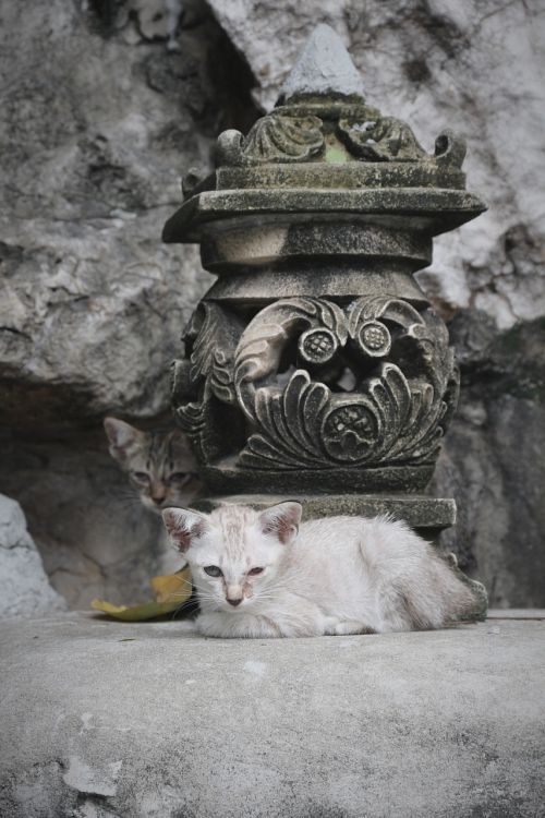 cat kitten statue