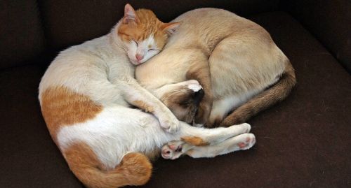 cat sleeping together