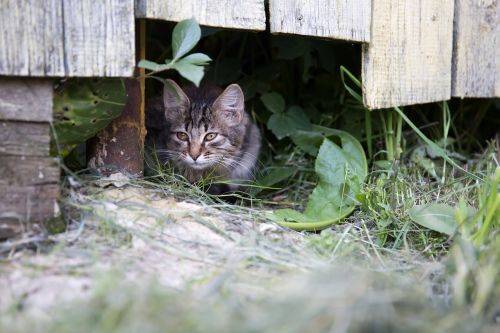 cat fence summer