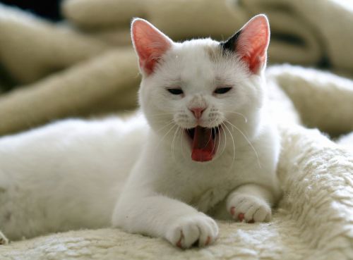 cat white cat domestic cat