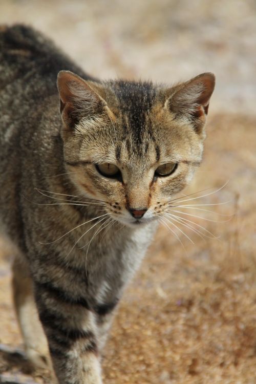 cat pardo animals