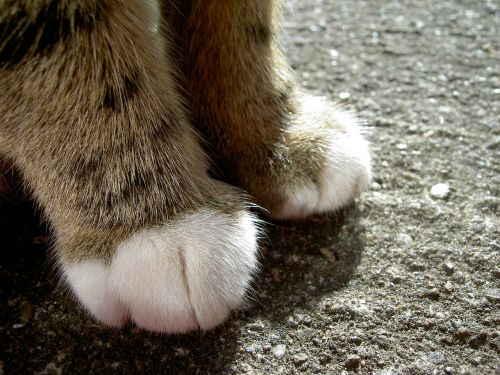 cat feet foot