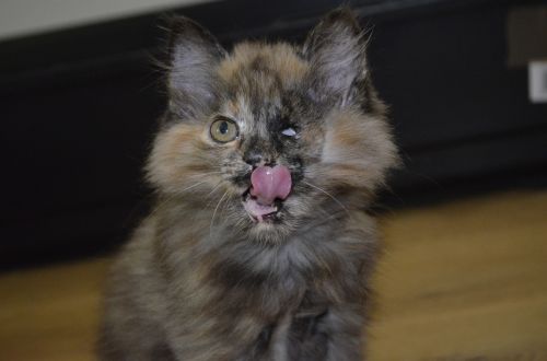 cat kitten pirate