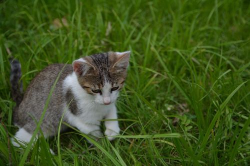 cat little kitty a young kitten