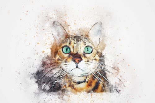 cat animal art