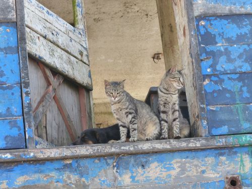 cat pets window