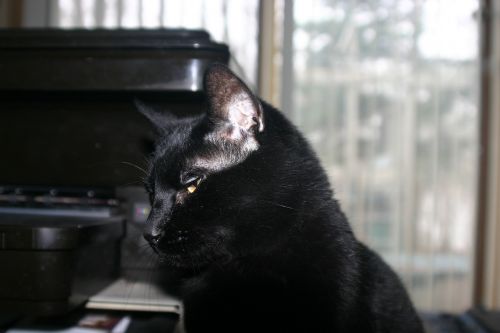 cat bombay cat black cat