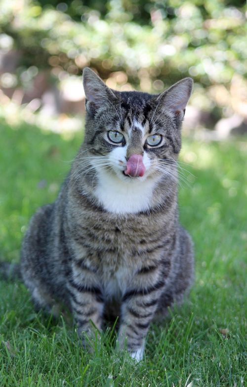 cat tongue grey