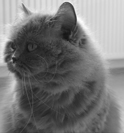cat british british longhair cat