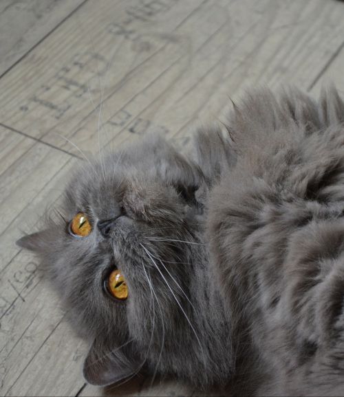 cat highlander british longhair cat