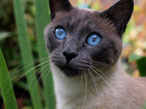 cat siamese pet