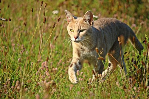 cat mieze grass