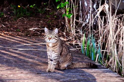 cat pet animals