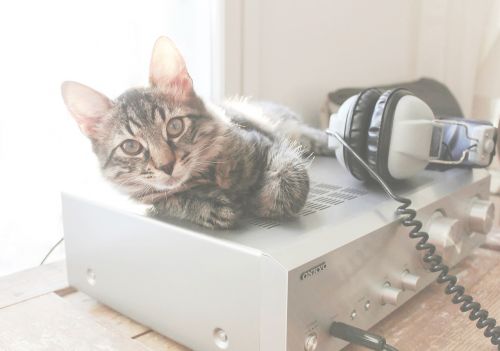 cat amplifier headphones