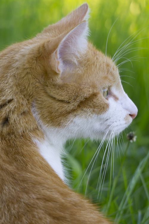 cat cat in the grass bright cat