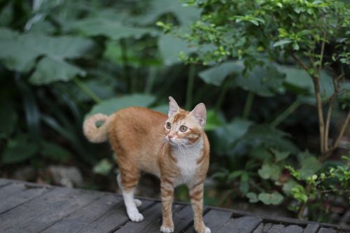 cat stray cats chinese pastoral cat