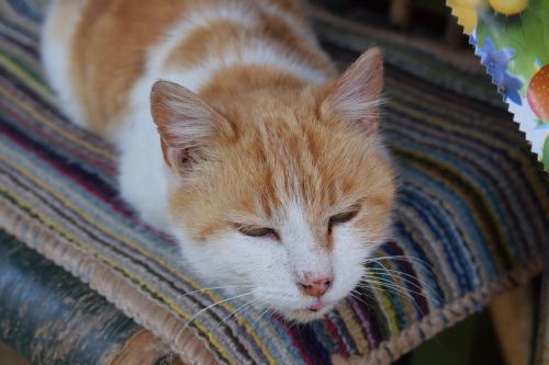 cat lovely orange