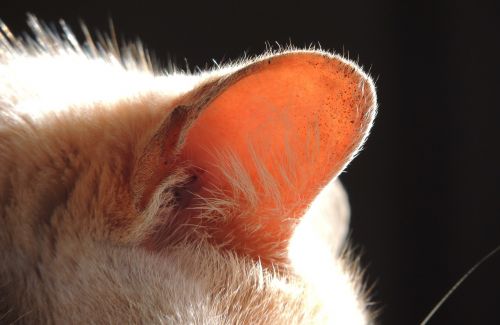 cat pet ear