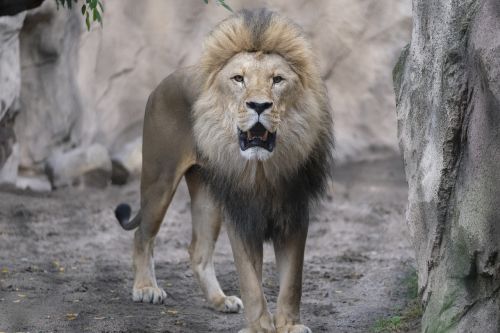 cat lion roar