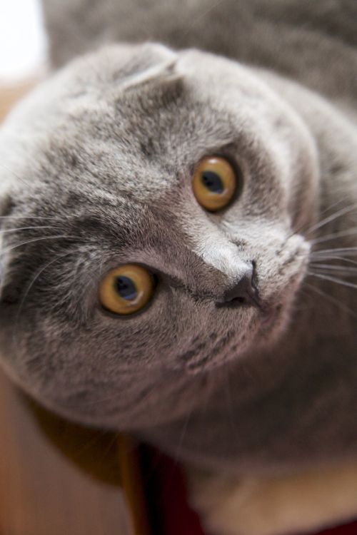 cat grey cat face
