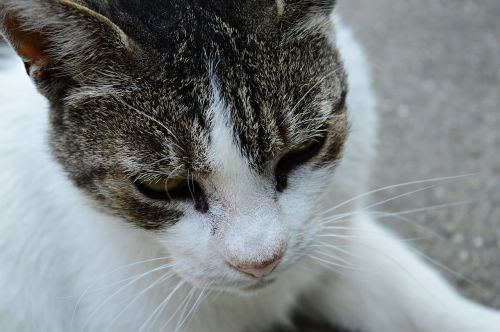 cat kitten domestic cat