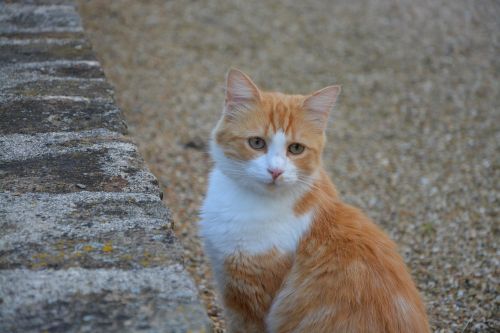 cat red white green eyes