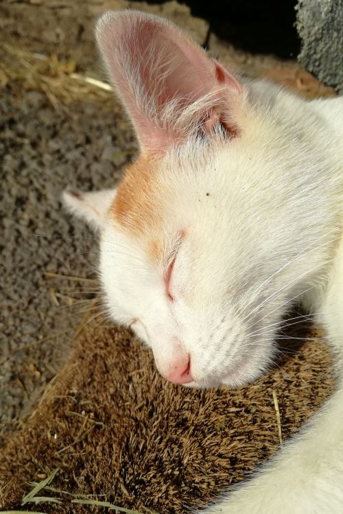 cat sleep harmony