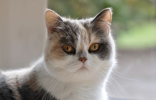 cat persians persian mongrel