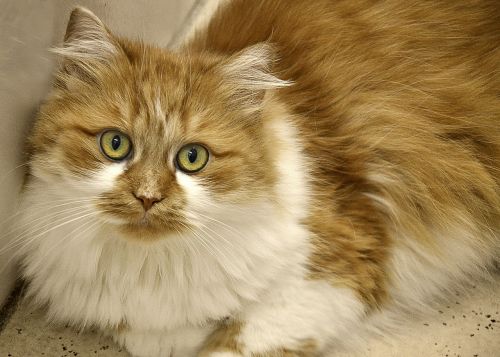 cat long haired domestic cat