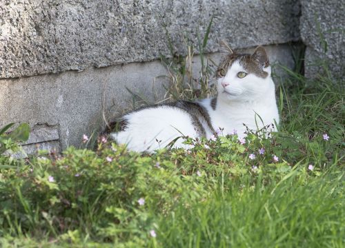 cat grass nature