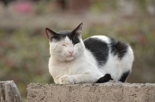 cat white black