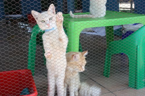 cat kennel cute cat